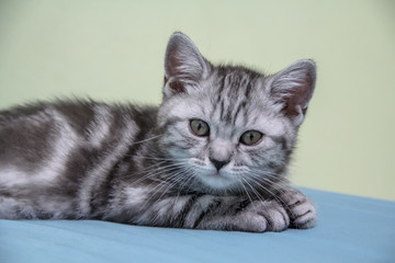Fototapeta na wymiar Small fluffy British kitten