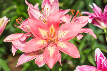 lilly pink