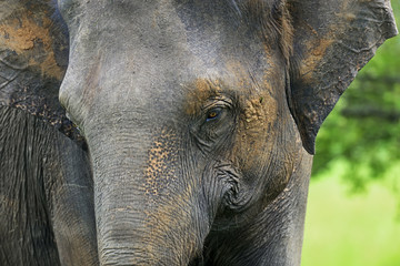 Fototapeta premium Elephant in Sri Lanka