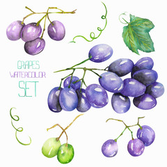Image fruit set with the isolated watercolor bunch of grapes, fruit elements. Painted hand-drawn in a watercolor on a white background.