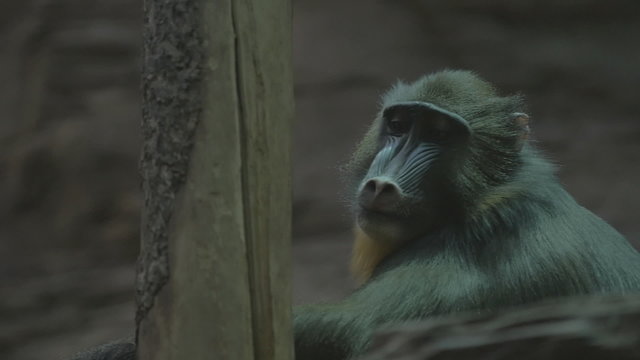Large monkey sitting on a tree and looks