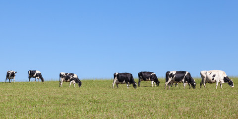 Lange Schlange von schwarz-weißen Holstein-Milchkühen, die auf einer Herbstweide in Panorama-Banneransicht auf der Skyline spazieren
