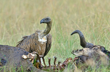 White-backed Vulture in flight