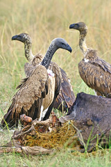 White-backed Vulture in flight