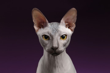 Closeup Sphynx Cat Looking in camera on purple