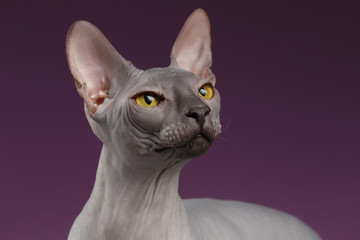Closeup Sphynx Cat Looking up on purple