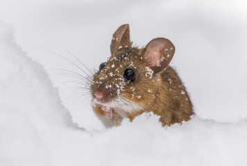 Wood mouse