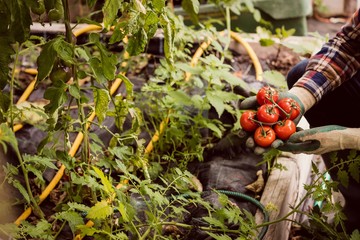 Man holding and showing tomato 