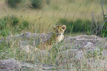 Portrait of African lion
