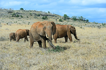 Fototapeta na wymiar African elephants in the savannah