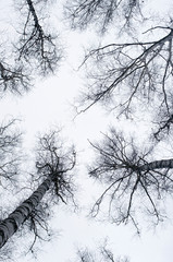 Naked tops of trees vertical