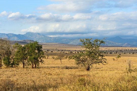 Tree in the savannah of Tsavo