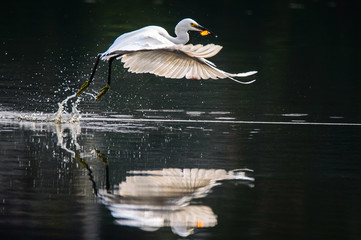 White heron eating koi fish while flying