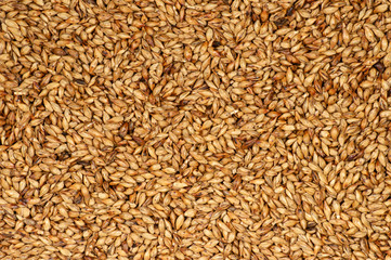 Roasted barley background
