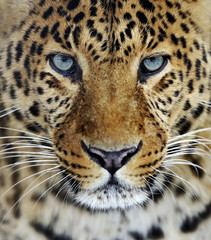 Naklejka na ściany i meble Leopard in Sri Lanka