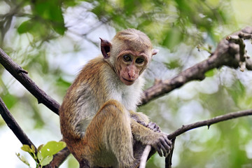 Macaca in Sri Lanka