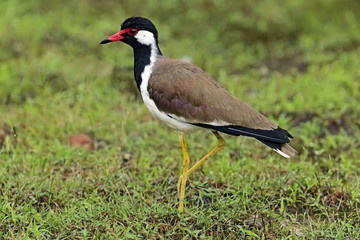 Stilt of Sri Lanka