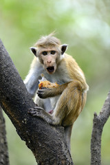 Monkey in Sri Lanka
