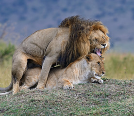 Portrait of African lion