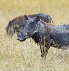 Warthog in tropical Kenya