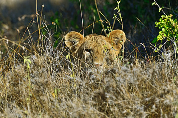 Portrait of young Lion