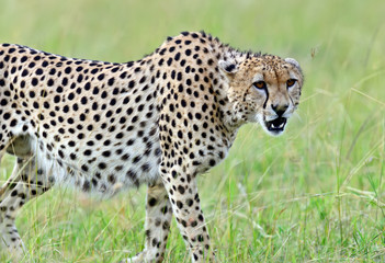 Masai Mara Cheetahs