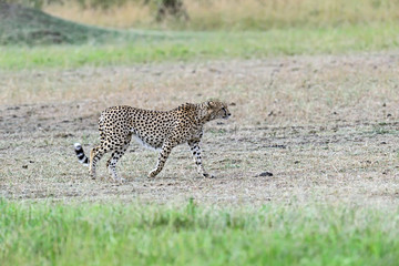 Masai Mara Cheetahs