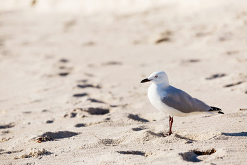 Seagull on the beach