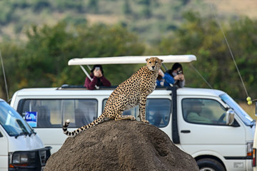 Masai Mara Cheetahs - obrazy, fototapety, plakaty