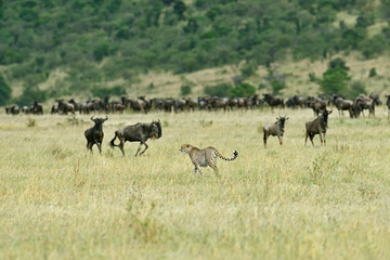 Naklejka na ściany i meble Masai Mara Cheetahs