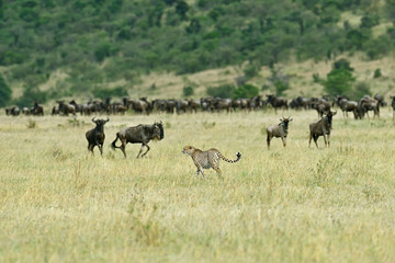 Masai Mara Cheetahs