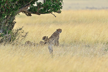 Masai Mara Cheetahs
