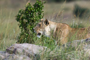 Portrait of African lion