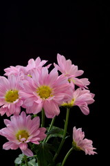 Purple spray Mum flowers