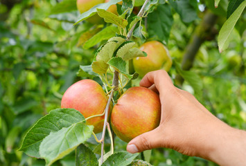 handpicking Apple harvest 