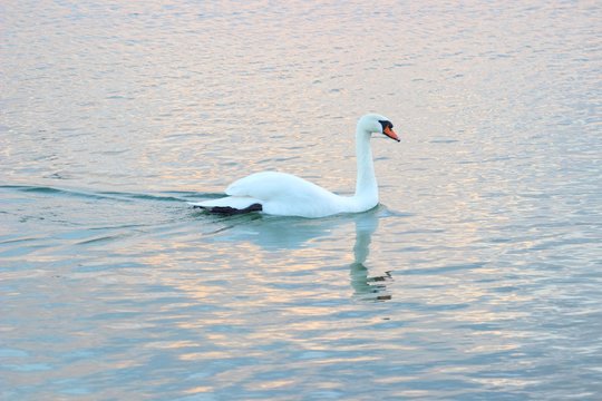 Swan on lake at sunset