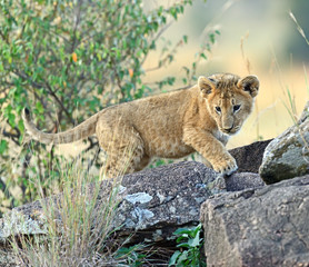 Portrait of African lion