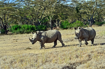 White Rhino in Kenya