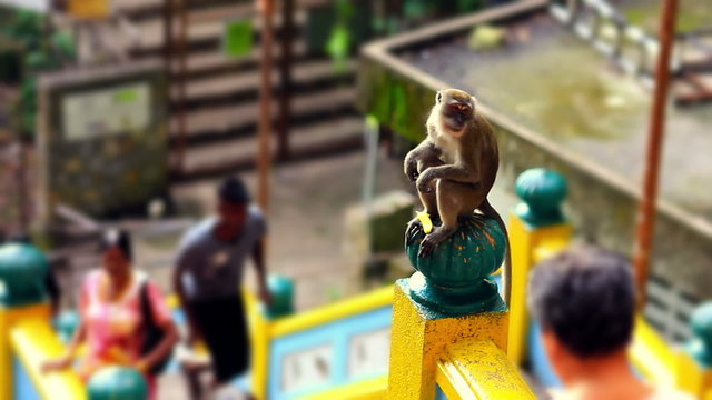 monkeys in batu cave temple in malaysia