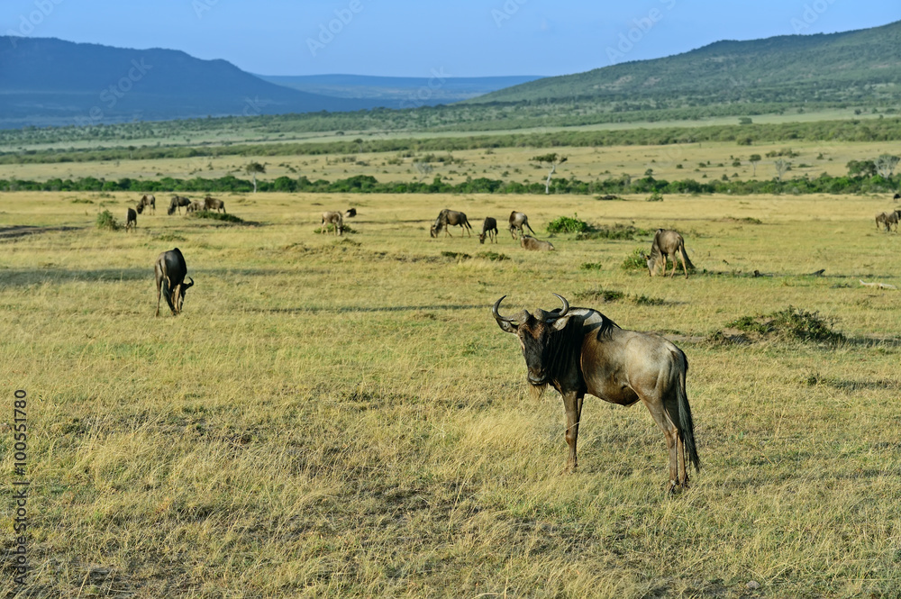 Sticker wildebeest in the savannah