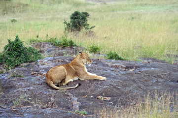 Portrait of African lion