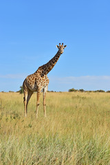 Giraffe in the African savannah