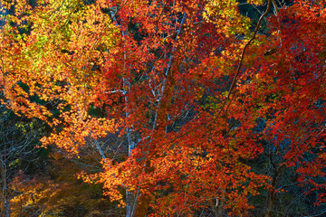 紅葉している木