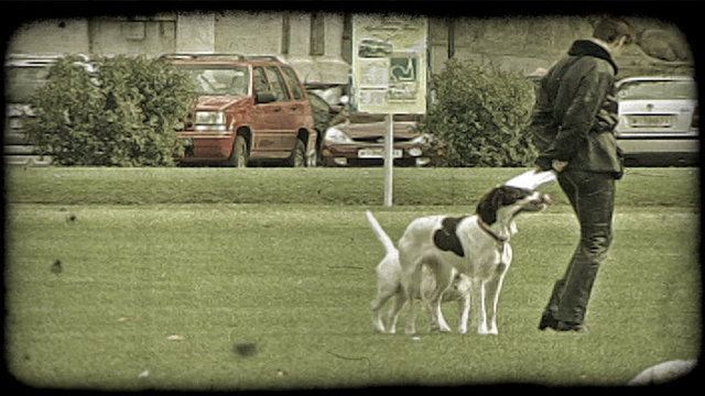 Dogs in park. Vintage stylized video clip.