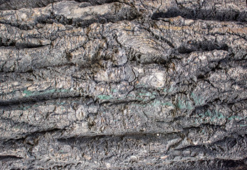Gray natural bark