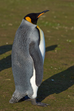 King Penguin (Aptenodytes patagonicus) at Volunteer Point in the Falkland Islands. 