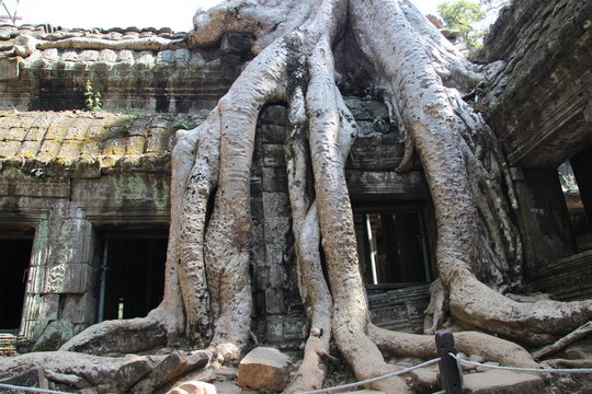 Ta Prohm / Angkor Wat in Kambodscha