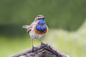 beautiful Bluethroat bird on an old tree