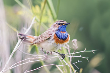 beautiful Bluethroat bird 
