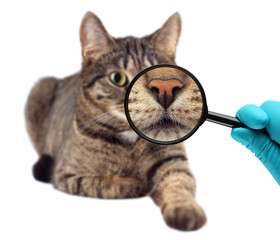 Cat and magnifying glass. Veterinarian doctor making check-up of a cat.